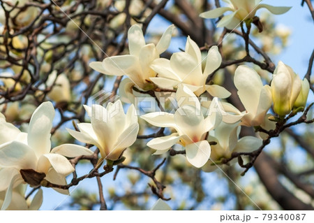 マグノリア 花 白 79340087