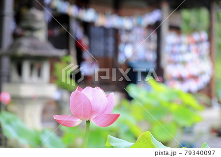 生蓮寺の満開のハスの花 79340097