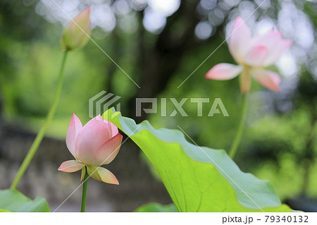 生蓮寺の満開のハスの花 生蓮寺の満開のハスの花 79340132