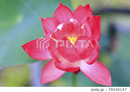 生蓮寺の満開のハスの花 79340147