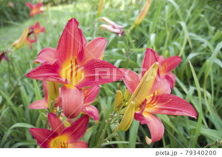 赤色のデイリリー(ヘメロカリス)の花が咲いています。このデイリリーの名前はスカーレットです。 赤色のデイリリー(ヘメロカリス)の花が咲いています。このデイリリーの名前はスカーレットです。 79340200