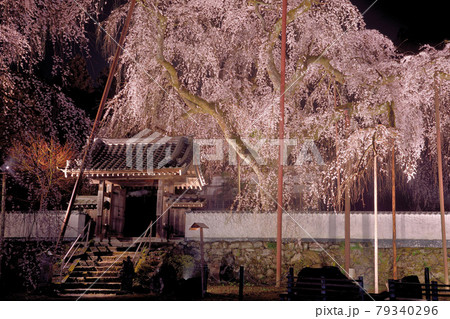 ライトアップされた清雲寺のシダレザクラ ライトアップされた清雲寺のシダレザクラ 79340296