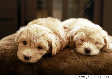 産まれたばかりのトイプードル・子犬2匹 79340341