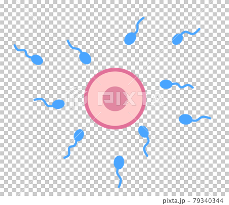 Fertilization illustration of egg and sperm 79340344