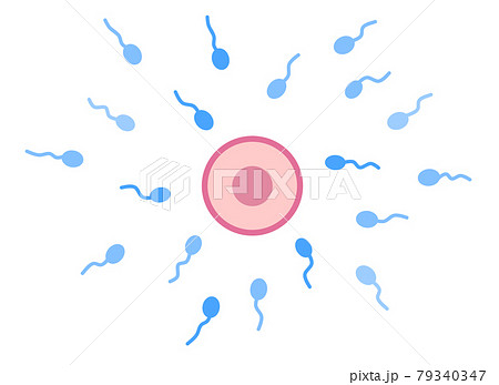 卵子と精子の受精イラスト 79340347