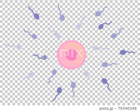 Fertilization illustration of egg and sperm 79340348