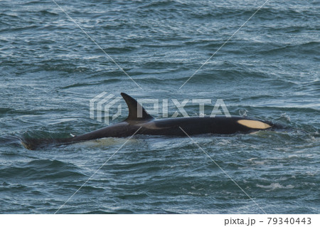 Orca attacking sea lions, Patagonia Argentina 79340443