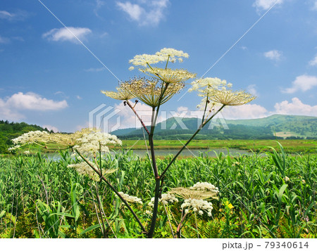 湿原に咲く夏の花 シシウド 霧ヶ峰 八島湿原 の写真素材