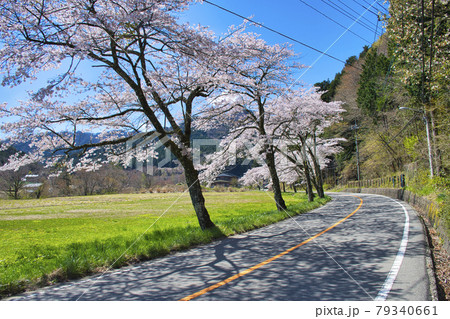 【山梨県道志村】道志みちの桜並木 79340661