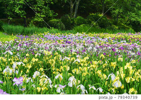 五十公野公園 あやめ園、新発田市、新潟県、日本 五十公野公園 あやめ園、新発田市、新潟県、日本 79340739