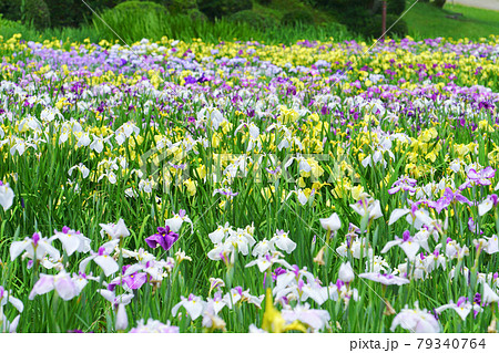 五十公野公園 あやめ園、新発田市、新潟県、日本 79340764