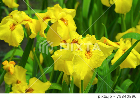 五十公野公園 あやめ園、新発田市、新潟県、日本 79340896