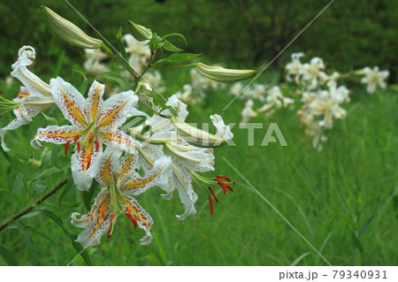 華麗なユリの王様 79340931