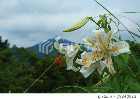 華麗なユリの王様 79340932
