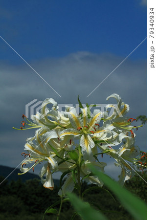 華麗なユリの王様 華麗なユリの王様 79340934