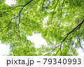 新緑 79340993