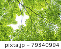 新緑 79340994