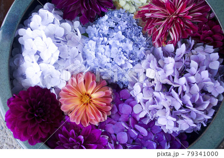 色とりどりのダリアとアジサイの花々が密集しています。 79341000