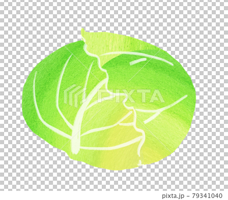 有機蔬菜捲心菜插圖還有其他變體。 79341040