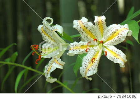 華麗なユリの王様 79341086