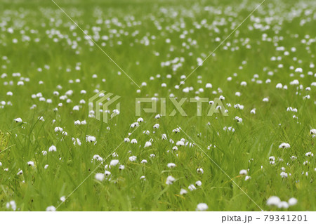 上信越カヤの平北ドブ湿原のワタスゲ 上信越カヤの平北ドブ湿原のワタスゲ 79341201