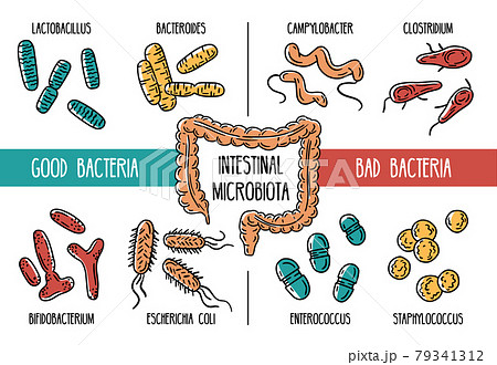 Vector infographics of the human gut microbiota 79341312
