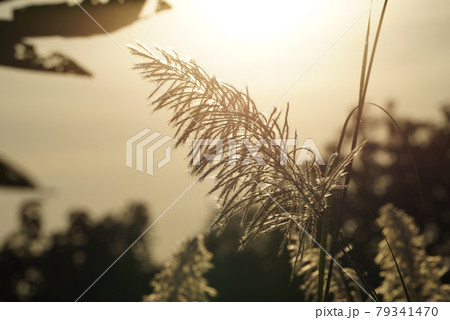 Flower grasses while wind blow with sunset sky in the evening. Flower grasses while wind blow with sunset sky in the evening. 79341470