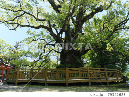 広大な蒲生のクスの木 79341623