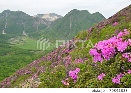 平治岳南峰直下から望むミヤマキリシマと中岳・星生山・三俣山 79341883