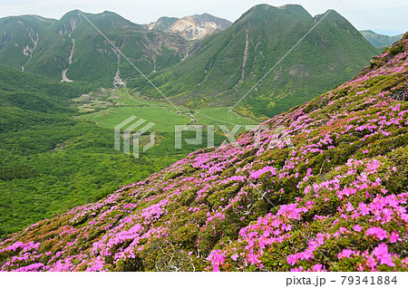 平治岳南峰直下から望むミヤマキリシマと中岳・星生山・三俣山 79341884