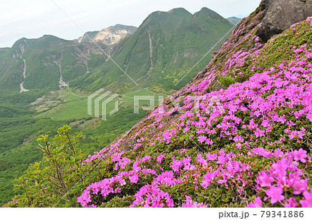 平治岳南峰直下から望むミヤマキリシマと中岳・星生山・三俣山 79341886