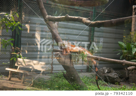 Leguan closeup in a zoo in Ho Chi Minh City	 Leguan closeup in a zoo in Ho Chi Minh City	 79342110