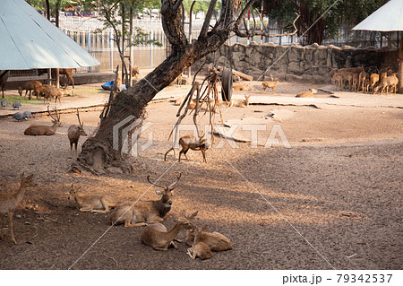 gazelle in the zoo looking straight to camera gazelle in the zoo looking straight to camera 79342537