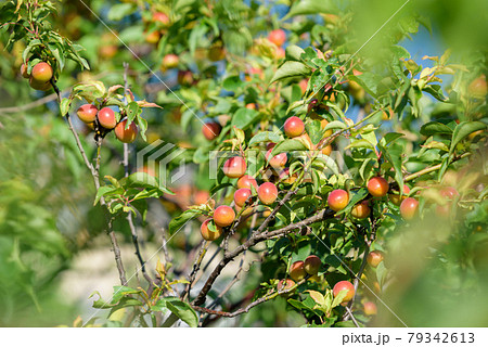 熟れ始めた小梅の実 79342613