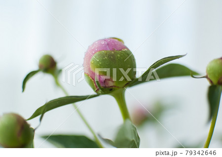 Close up of bouquet of fresh pink peonies, seasonal concept Close up of bouquet of fresh pink peonies, seasonal concept 79342646
