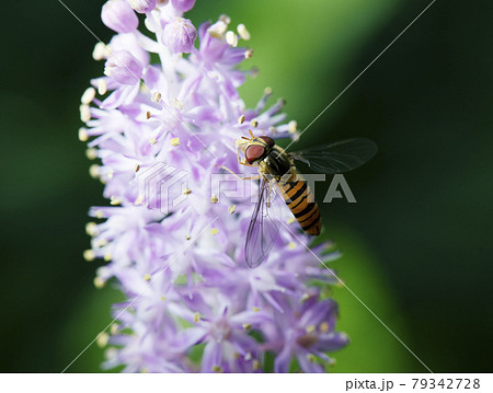 蜜を舐めにツルボの花にとまるホソヒラタアブ1 79342728