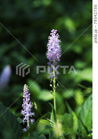 早朝の陽が当たる二本のツルボの花序1 早朝の陽が当たる二本のツルボの花序1 79342730