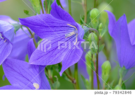 桔梗 桔梗 79342846