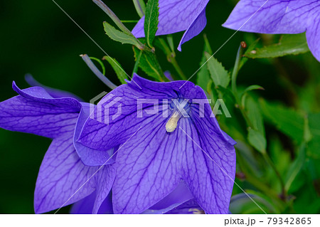 桔梗 79342865