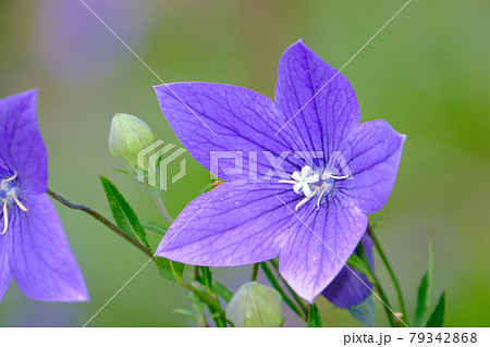 桔梗 79342868
