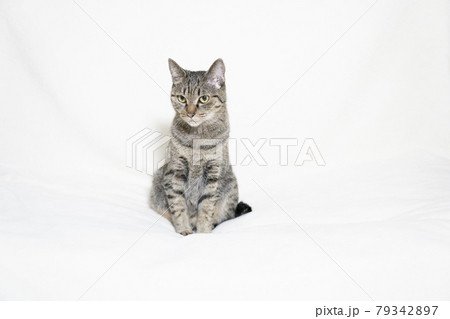 白バックでお座りした猫 白バックでお座りした猫 79342897