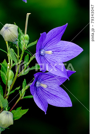 桔梗 桔梗 79343047