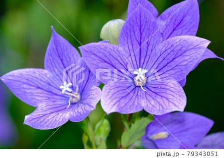 桔梗 桔梗 79343051