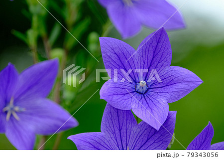 桔梗 桔梗 79343056