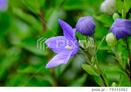 桔梗 桔梗 79343062