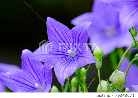 桔梗 79343071