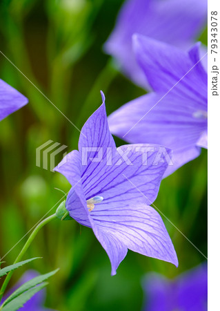 桔梗 79343078