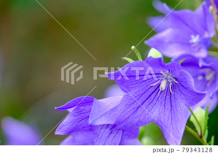 桔梗 桔梗 79343128