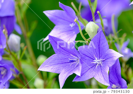 桔梗 桔梗 79343130