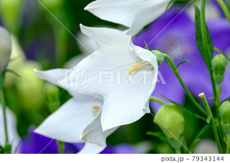 桔梗 桔梗 79343144